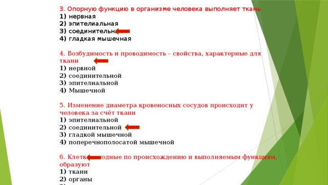 Строение и функции соединительной ткани, основные типы клеток