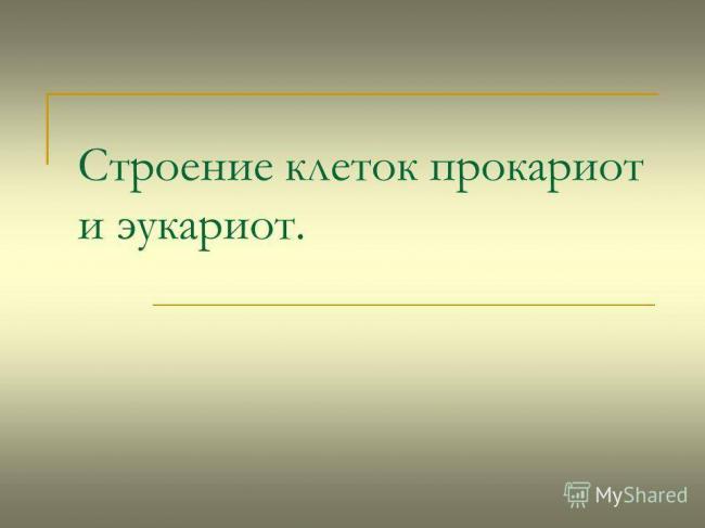 Бактерии-прокариоты – живые «кирпичики» эволюции