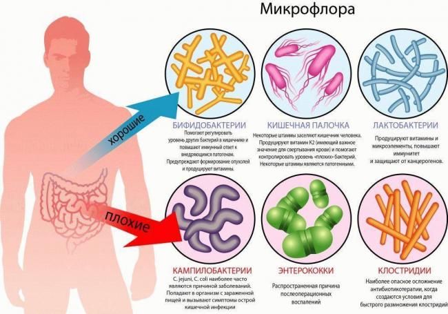 Можно ли восстановить микрофлору кишечника