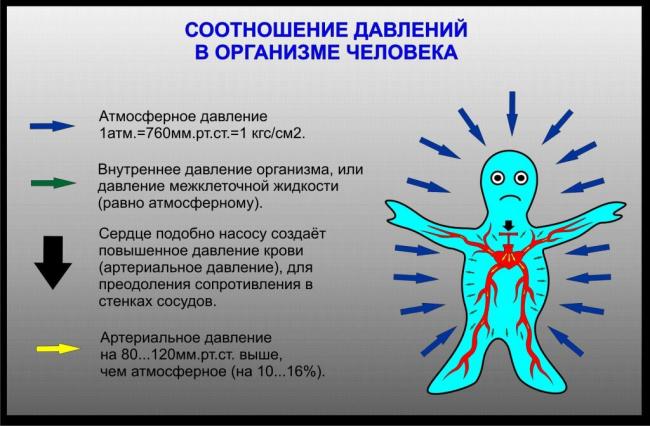 Что такое давление крови в артериях, венах, сосудах человека
