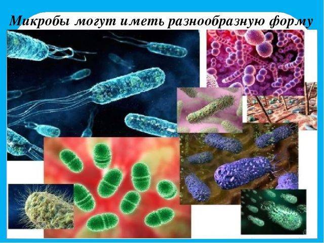 Микробы под микроскопом. фото на руках, во рту, под ногтями. какие бывают, как выглядят, презентация для детей