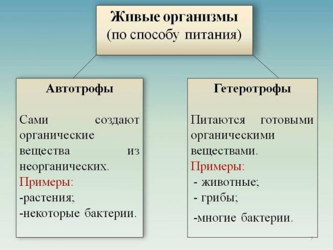 Какие группы бактерий по способу питания могут быть и в чем их различия
