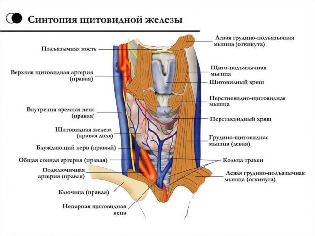 Где находится щитовидная железа? симптомы заболевания щитовидной железы, лечение