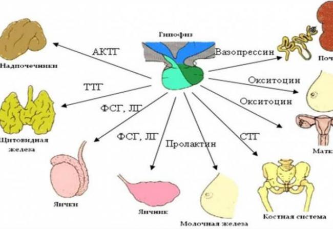 Гипофиз