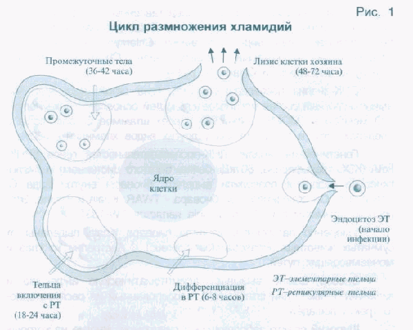 Признаки, диагностика и лечение микоплазмоза у детей