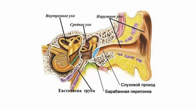 Заложило ухо при насморке: что делать?