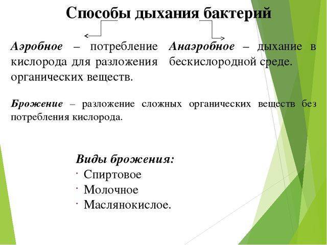 Анаэробные бактерии википедия