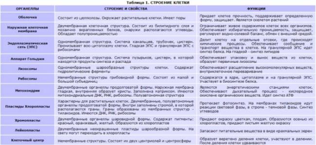 Ворсинки (фимбрии, пили) бактерий