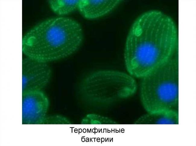 Мезофильная бактерия - mesophile - qwe.wiki