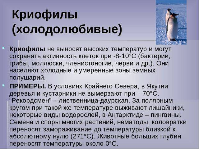 В чем заключаются главные особенности дыхания бактерий