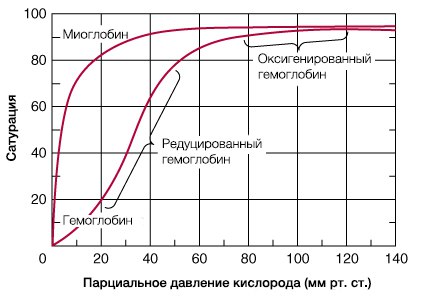 Задание 25. человек и многообразие организмов. егэ 2020 по биологии