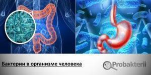 Бактерии вокруг нас