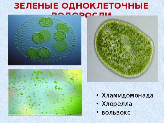 Процесс размножение спорами у бактерий, водорослей, грибов и растений