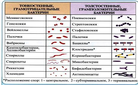 По каким признакам классифицируют бактерии