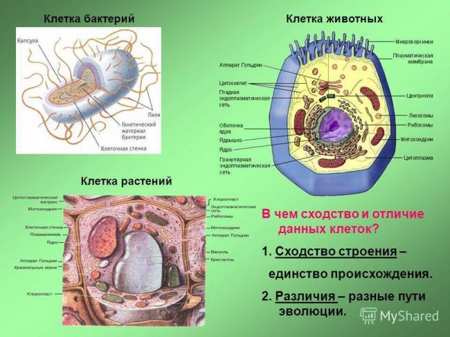Эти уникальные одноклеточные бактерии