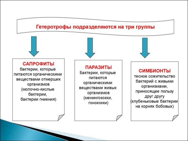 В чем сходство и отличие питания бактерий и одноклеточных грибов