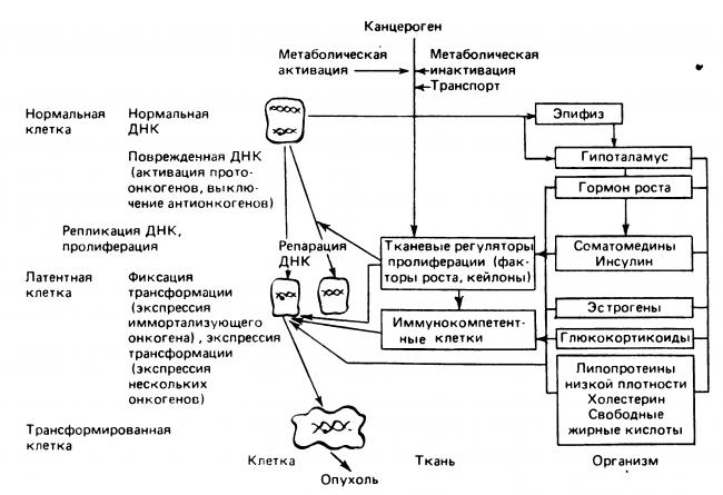 Способ получения урсоловой кислоты. урсоловая кислота урсоловая кислота в каких продуктах содержится таблица