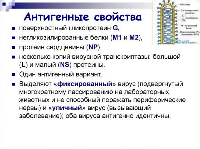 Бешенство у человека. симптомы и лечение, инкубационный период, прививки