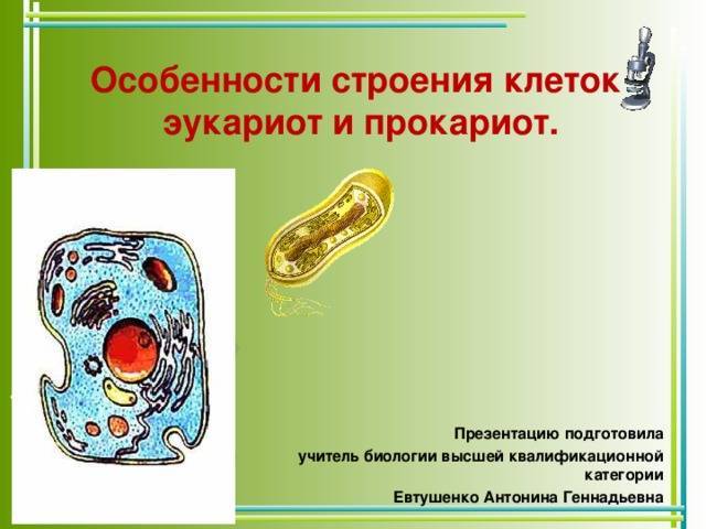 Строение бактериальной клетки