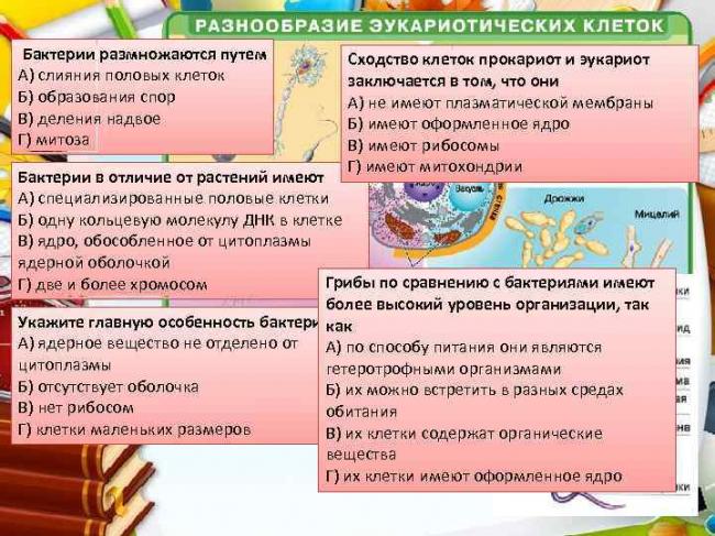 Сходство и различия строения клеток растений и животных