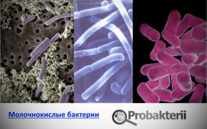 Какие болезнетворные бактерии являются виновниками большинства расстройств пищеварения