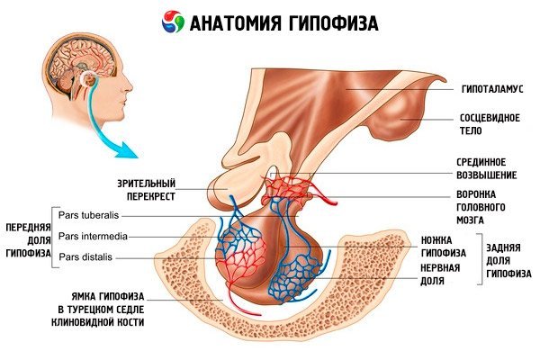 Аденогипофиз википедия