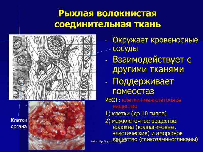 Соединительная ткань: классификация и особенности