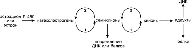 Как в медицине применяется урсоловая кислота? урсоловая кислота видов микроэмульсия е урсоловая кислота