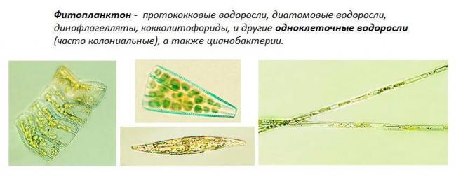 Биология: ответьте на вопросы)1) как размножаются водоросли?2)как питаются водоросли?3) в чем...