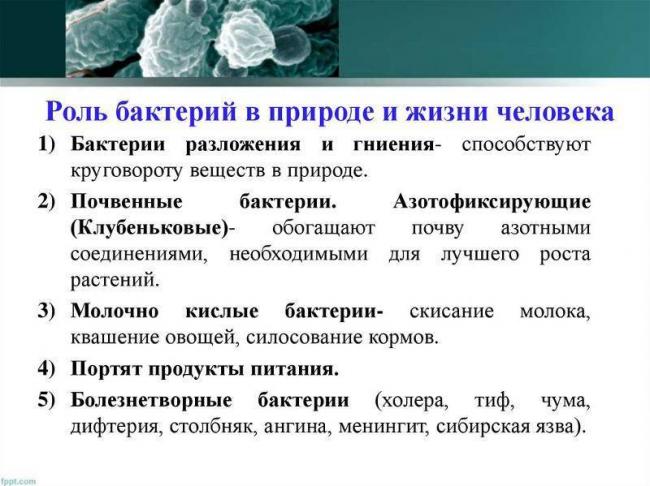 Вирусы, бактерии, грибы, лишайники - егэ для vip