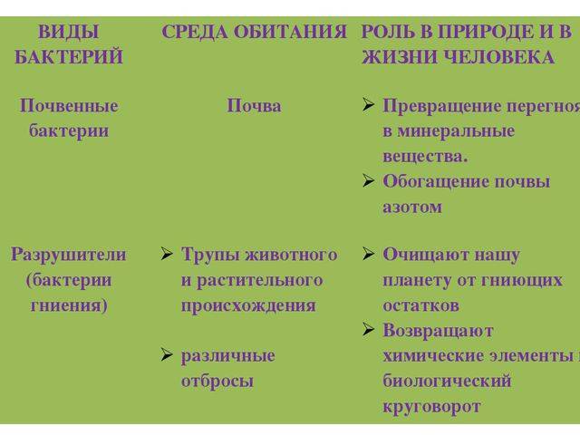 Роль бактерий в жизни человека. полезные бактерии