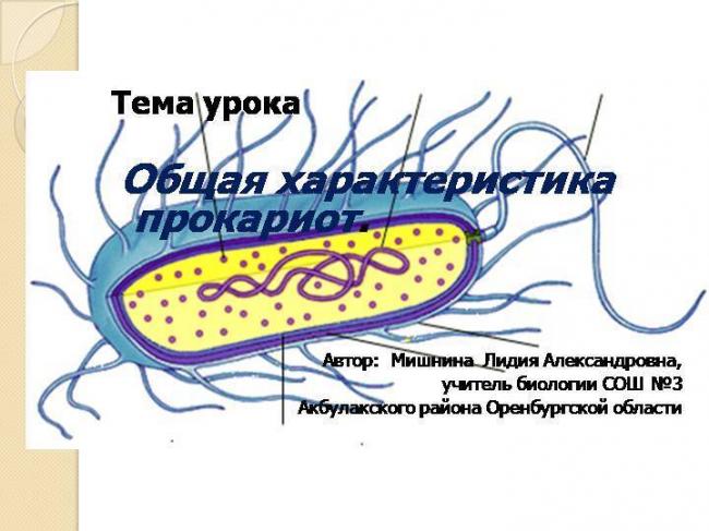 Кто такие эукариоты? являются ли они бактериями?