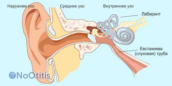 Почему болит ухо при насморке и что делать, как лечить