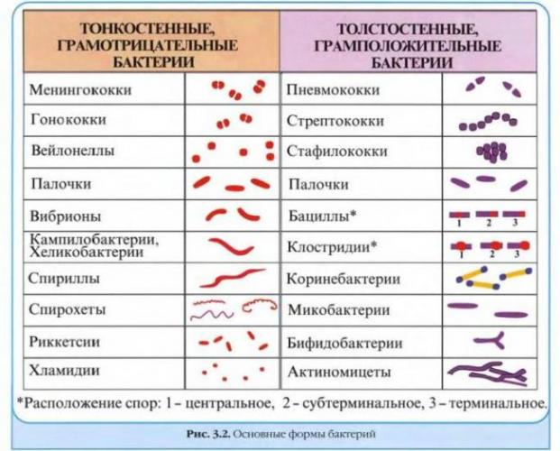 Чем и как отличаются бактерии от простейших