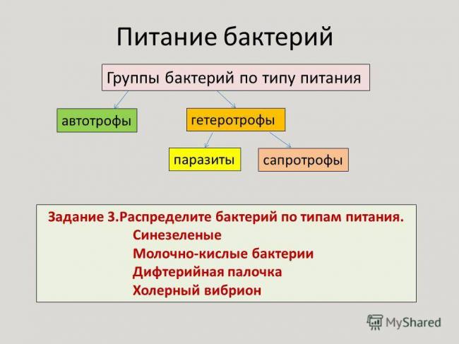 Способы питания бактерий гнилостных, клубеньковых, молочнокислых