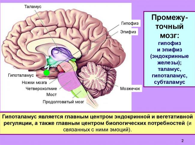 Гормоны передней (аденогипофиз) и задней (нейрогипофиз) доли гипофиза и их функции
