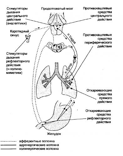 Когда правильно пить сиропы от кашля