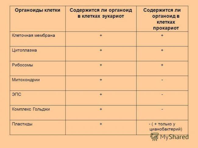 Бывают ли хромосомы у бактерий?