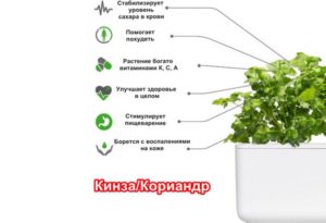 Рецепты овощных диетических салатов для похудения