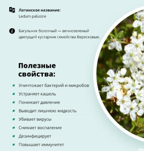 Лечение кашля подорожником детям