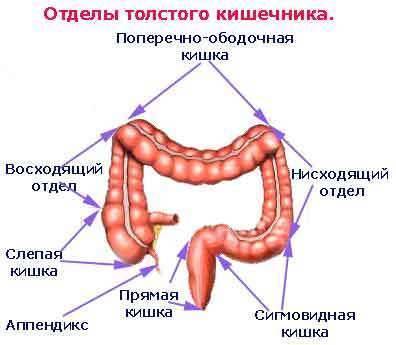 Проще посчитать звезды на небе, чем количество бактерий в кишечнике