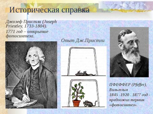Строение и функция фотосинтеза тилакоидов хлоропластов