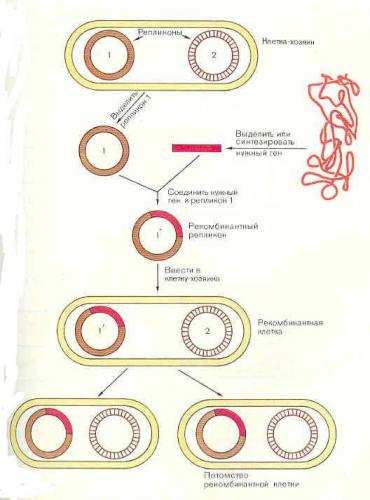 Обзор - генная инженерия бактерий - прикладная генетика - биология том 3 - biological science - руководство по общей биологии - тейлор д. - 2004