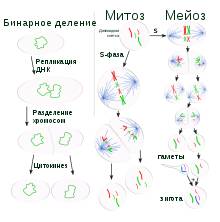 Классификация бактерий берджи