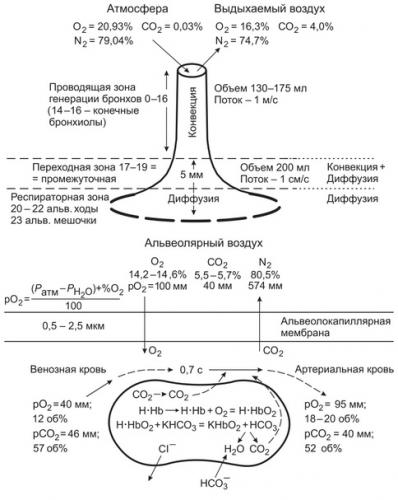 Что гемоглобин