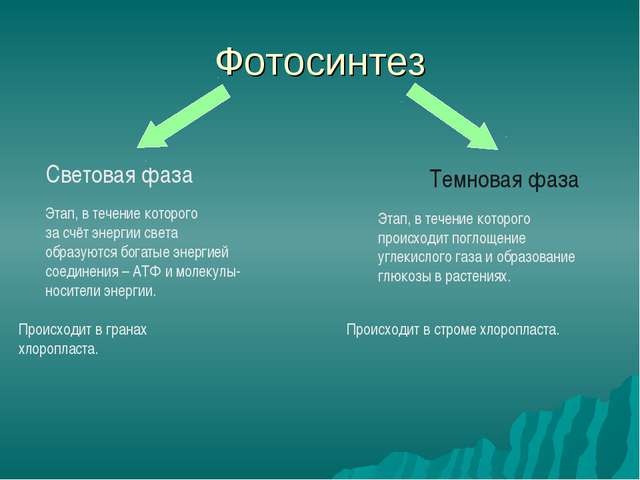 Строение и функция фотосинтеза тилакоидов хлоропластов