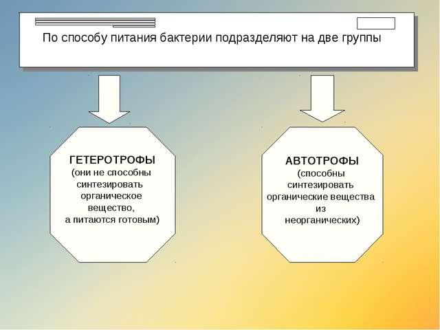 Бактерии — общая характеристика. классификация, строение, питание и роль бактерий в природе