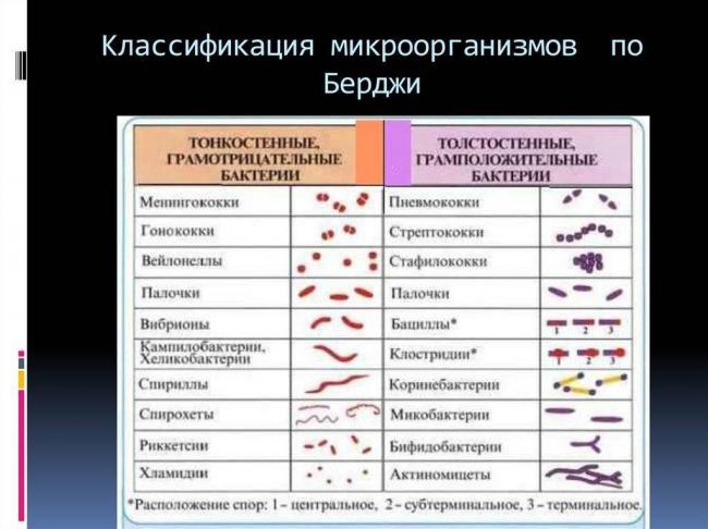 Что такое спирохеты и какой вред они могут причинить человеку