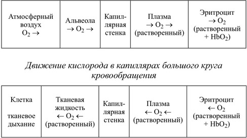 Задание 25. человек и многообразие организмов. егэ 2020 по биологии