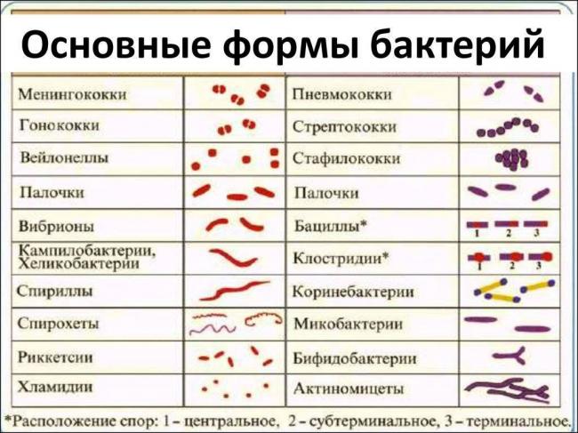 Классификация групп патогенности: все микроорганизмы по местам